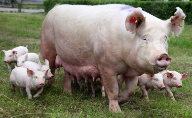  Piglets suckling from fertile sow © acceptfoto