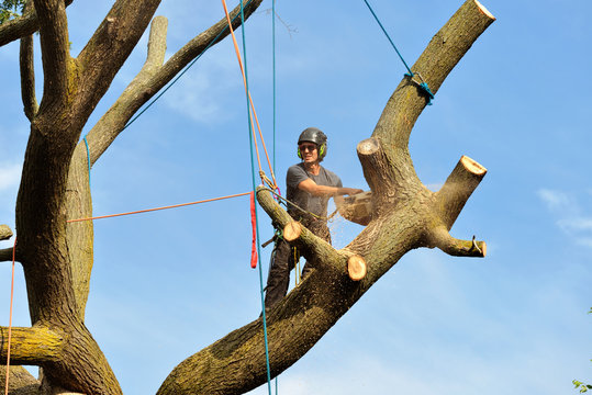 Professional Arborist Climbing and Dismantling Tree with Chainsaw, Ropes and Safety Gear
