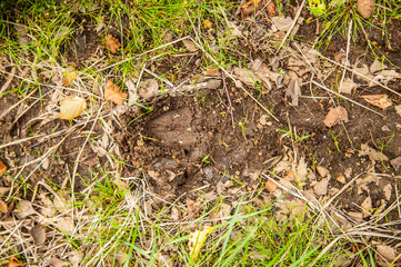 Elk tracks on the ground in early fall.