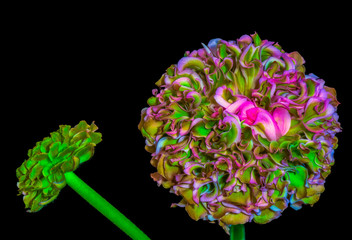 Fine art still life vibrant color macro of a green pink buttercup blossom and a bud on black background in pop-art painting style