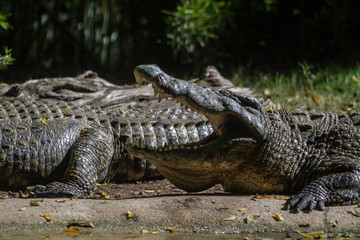 Nile crocodile