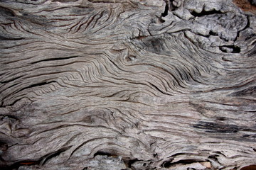 Old wooden for background or texture,Gray or black wood.Striped line wood.