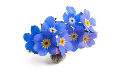 forget-me-not isolated