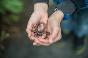 Two hands holding an earthworm.