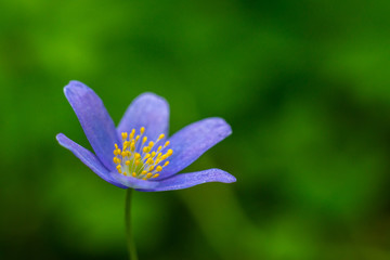 Fototapeta premium Kidneywort, Anemone hepatica of the buttercup family in the spring.