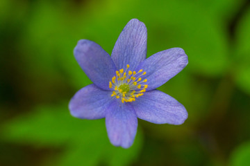 Fototapeta premium Kidneywort, Anemone hepatica of the buttercup family in the spring.