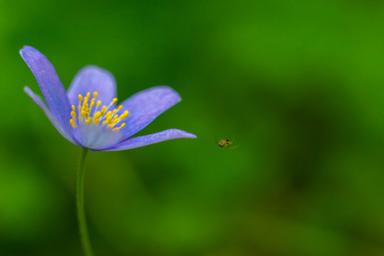 Kidneywort, Anemone hepatica, of the buttercup family in the spring.