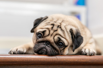 Cute dog pug breed lying and sleep on ground with funny and stressed face feeling so relax and comfortable
