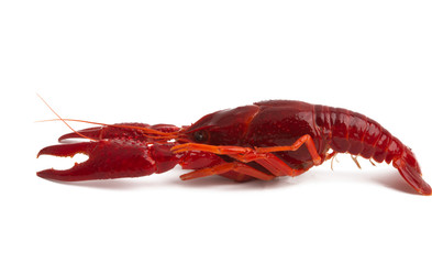 red cancer isolated