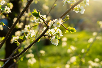 close up young fresh spring blossom or flower of the fruit tree under sun shine, summer time seasons