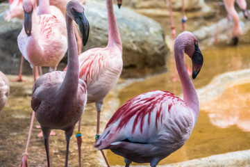 Flamingos