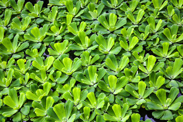 Pistia is a monotypic genus of the Aroid family Araceae . Grassy aquatic plant used in aquariums. background.