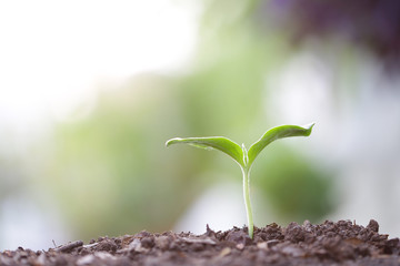 Young green sapling planting with water drop dew