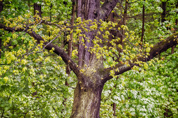 Laubbaum im Frühling, Eiche