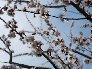 The bee is flying around a flowering branch of cherry  in spring