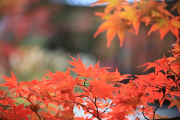 kyoto maple falling