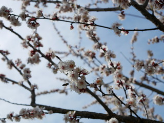 The bee is flying around a flowering branch of cherry  in spring