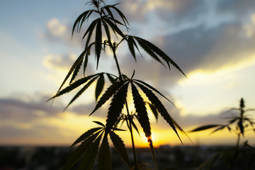 Sunset cannabis field. Marijuana plants, commercial grow. Hemp in sunset sunlight. Concept of...
