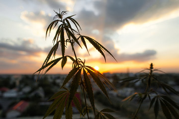 Marijuana, cannabis commercial grow, flowering plant as medicinal medicine, hemp in sunset sunlight. Concept of herbal alternative medicine, CBD oil