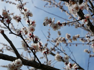 A bee sits on a flowering cherry blossom in spring