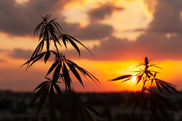 Marijuana, cannabis plants before harvest time in sunshine. Biological and ecological hemp plants...