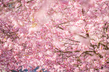 Beautiful cherry blossom on a sunny spring day.