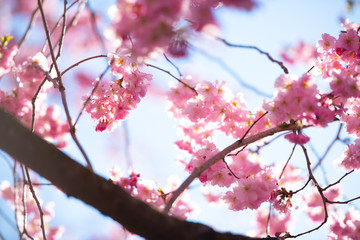Fototapeta na wymiar Beautiful cherry blossom on a sunny spring day.