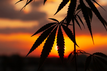 Marijuana, cannabis plants before harvest time in sunshine. Biological and ecological hemp plants...