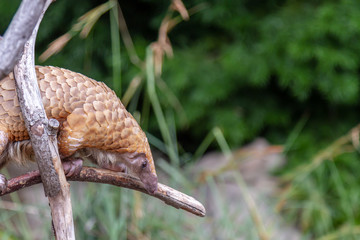 Pangolin