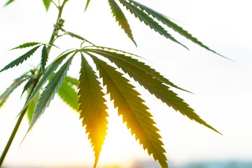 Cannabis commercial grow. Concept of herbal alternative medicine, CBD oil. Biological and...