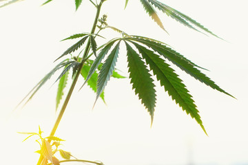 Sunset cannabis field. Marijuana plants, commercial grow. Hemp in sunset sunlight. Concept of...