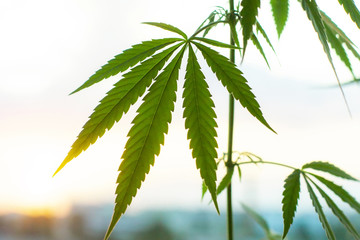 Marijuana, cannabis commercial grow, flowering plant as medicinal medicine, hemp in sunset...