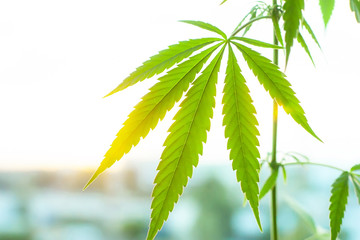 Marijuana, cannabis commercial grow, flowering plant as medicinal medicine, hemp in sunset...