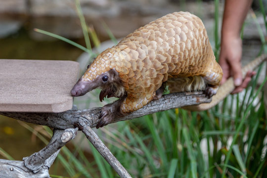 Pangolin