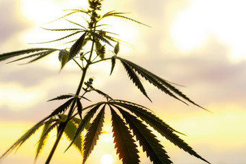 Marijuana, cannabis plants before harvest time in sunshine. Biological and ecological hemp plants...