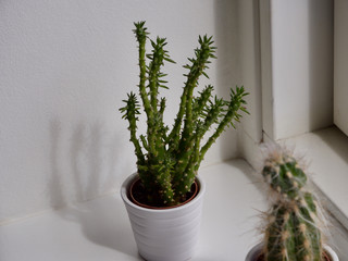 Cactus plants beside the window
