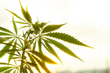 Marijuana, cannabis plants before harvest time in sunshine. Biological and ecological hemp plants used for herbal pharmaceutical CBD oil