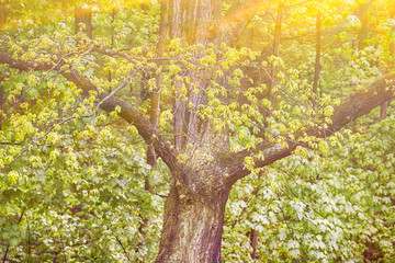 Laubwald, Eiche, Sonne, Landschaft