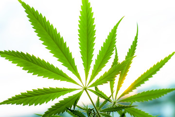 Sunset cannabis field. Marijuana plants, commercial grow. Hemp in sunset sunlight. Concept of...
