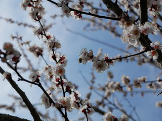 A bee sits on a flowering cherry blossom in spring