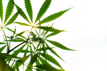 Cannabis commercial grow. Concept of herbal alternative medicine, CBD oil. Biological and...