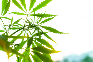 Cannabis commercial grow. Concept of herbal alternative medicine, CBD oil. Biological and...
