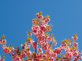 Lovely cherry blossoms in full bloom in Copenhagen, Denmark