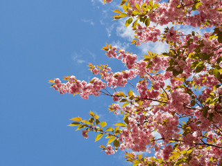 Lovely cherry blossoms in full bloom in Copenhagen, Denmark
