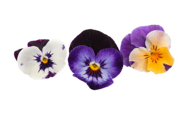 pansy flower isolated