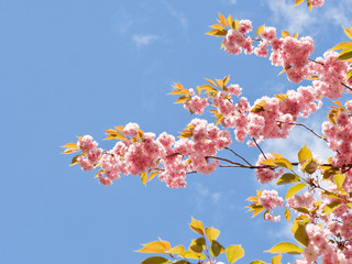 Lovely cherry blossoms in full bloom in Copenhagen, Denmark