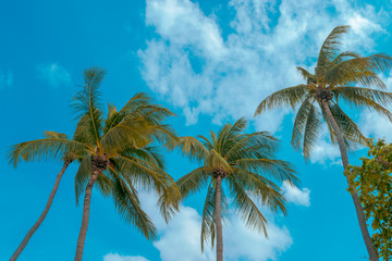 The background of coconut trees with blue sky and beach in the summer holiday season