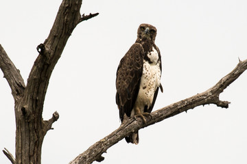 Aigle martial, Polemaetus bellicosus,  Martial Eagle, Afrique