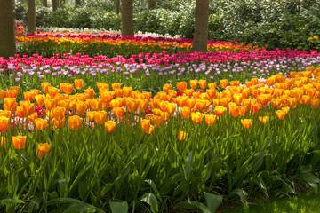 Park with beautifup Dutch tulip fields on sunny day