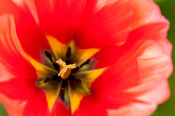 The heart of a beautiful red tulip